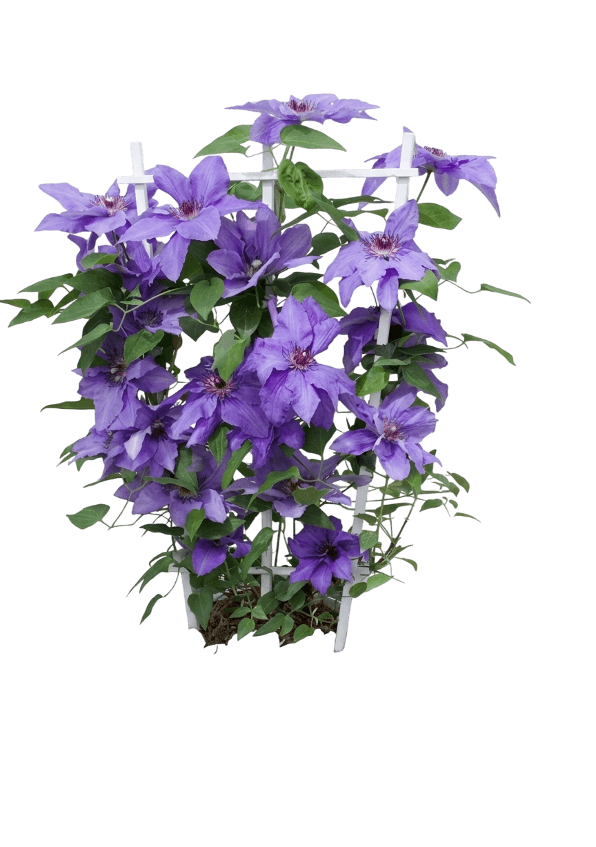 Parisienne™ Clematis (Clematis Parisienne 'Evipo019') - Perennials