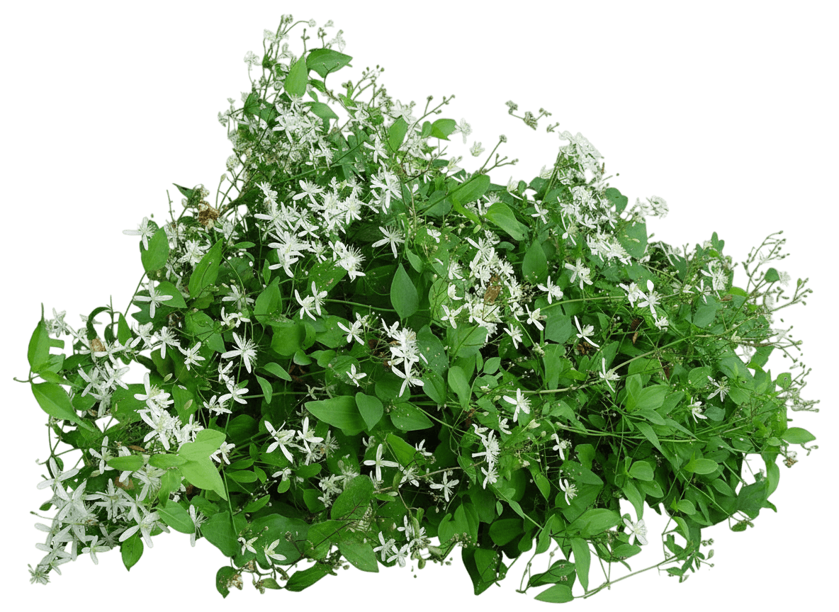 Clematis, Sweet Autumn (Clematis Terniflora) - Ground Layers