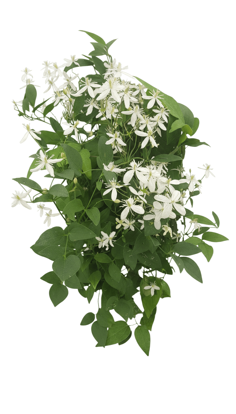 Clematis, Sweet Summer (Clematis Terniflora ’Mandshurica’) - Perennials