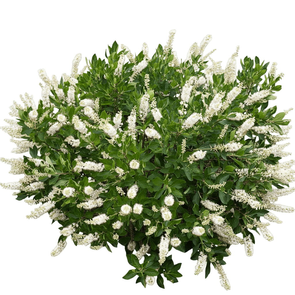 Hummingbird Summersweet (Clethra Alnifolia 'Hummingbird') - Ground Layers