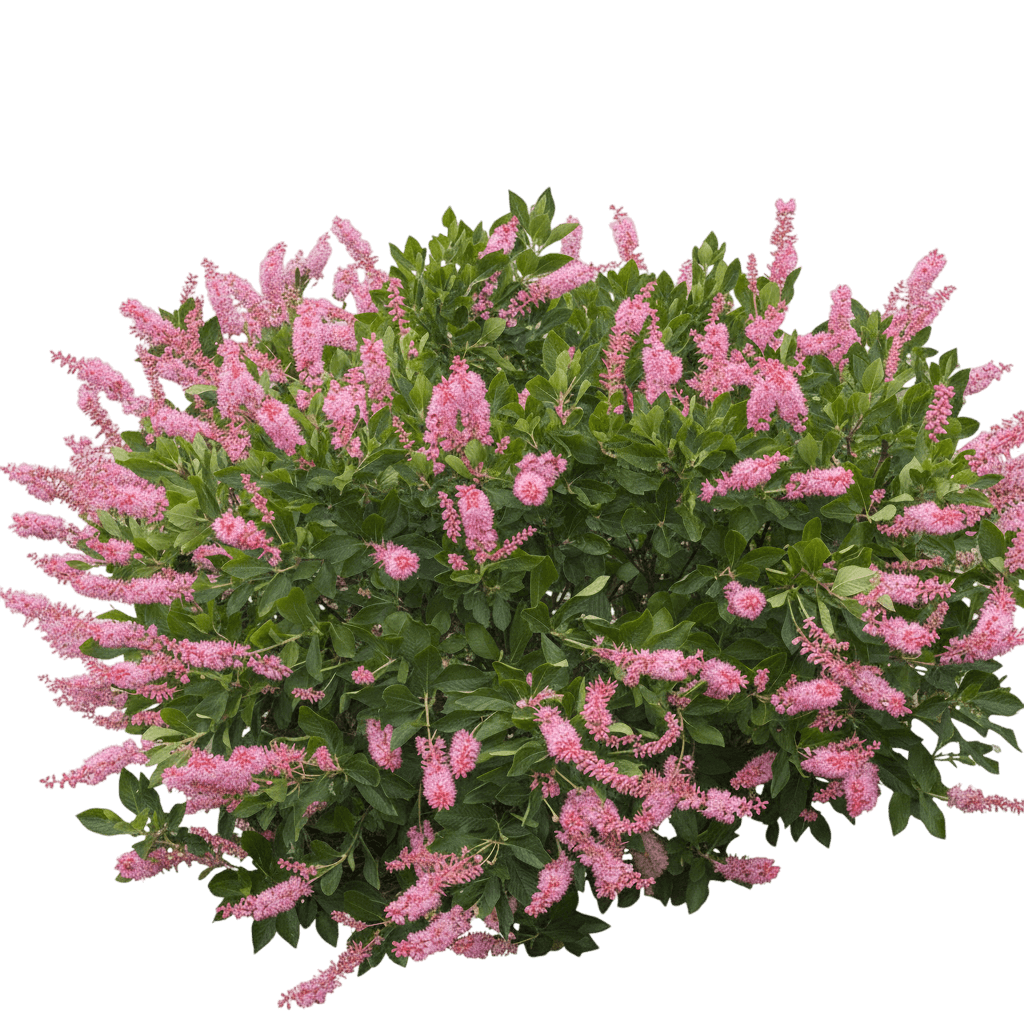 Ruby Spice Summersweet (Clethra Alnifolia 'Ruby Spice') - Ground Layers
