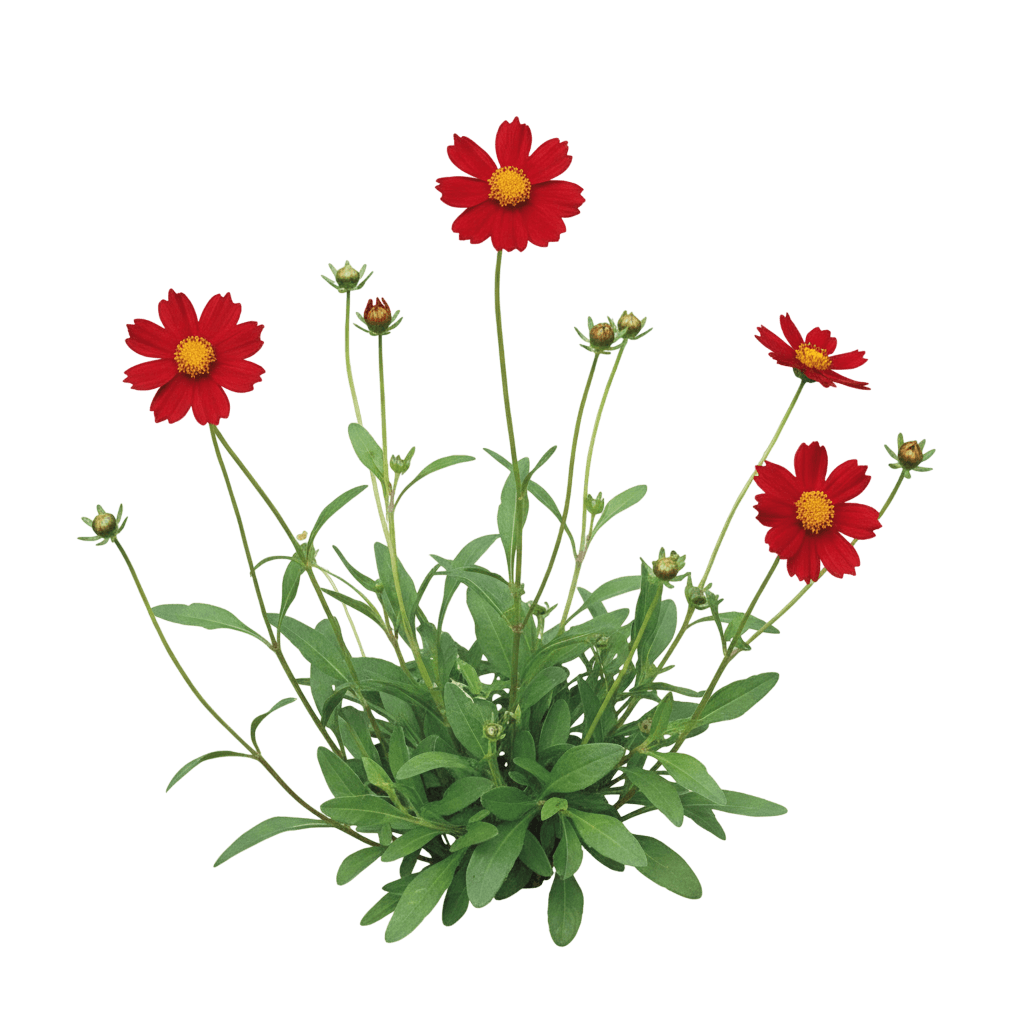 Li'L Bang™ Red Elf Coreopsis (Coreopsis Auriculata) - Perennials