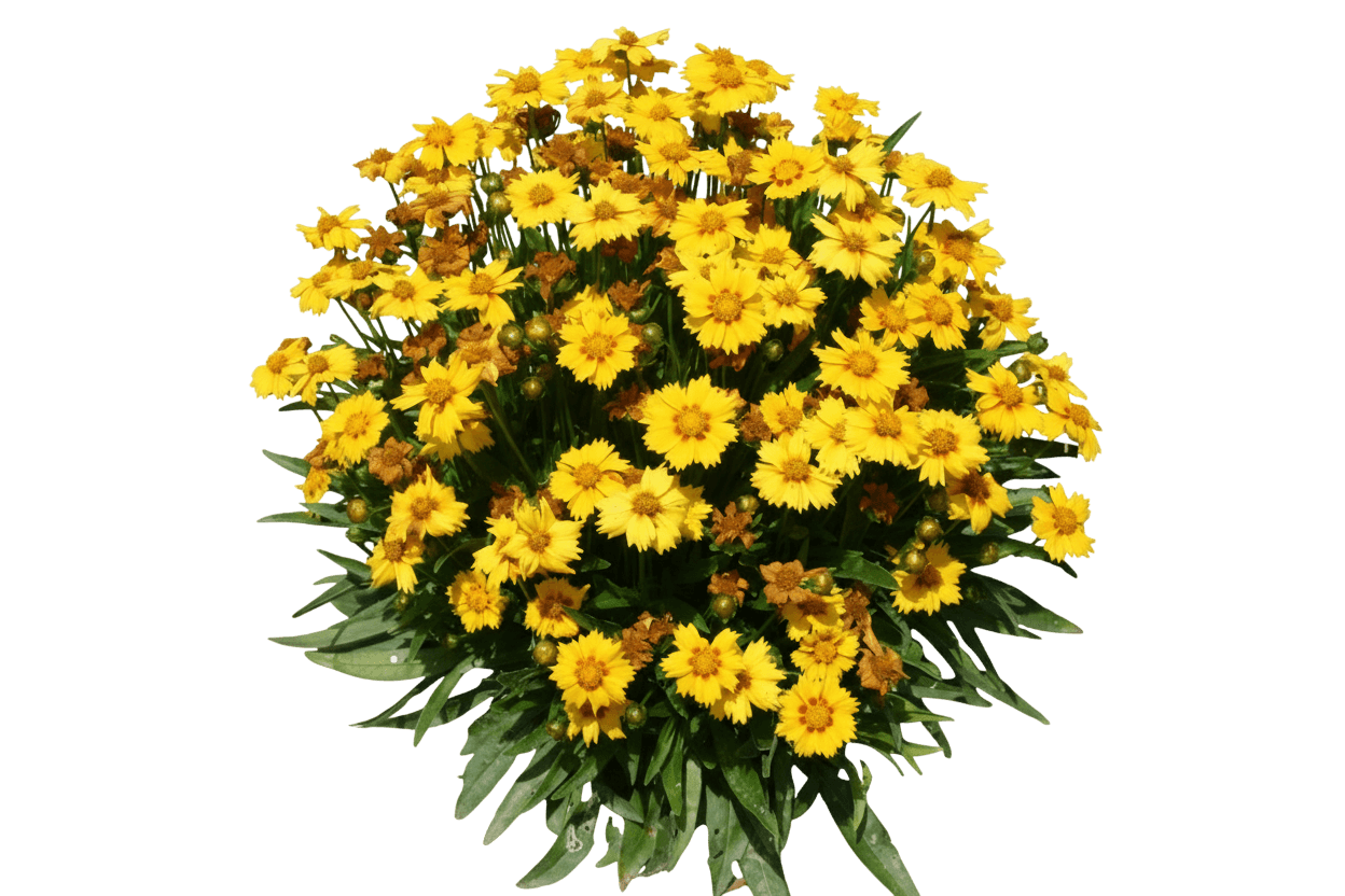 Jethro Tull Tickseed (Coreopsis 'Jethro Tull') - Perennials