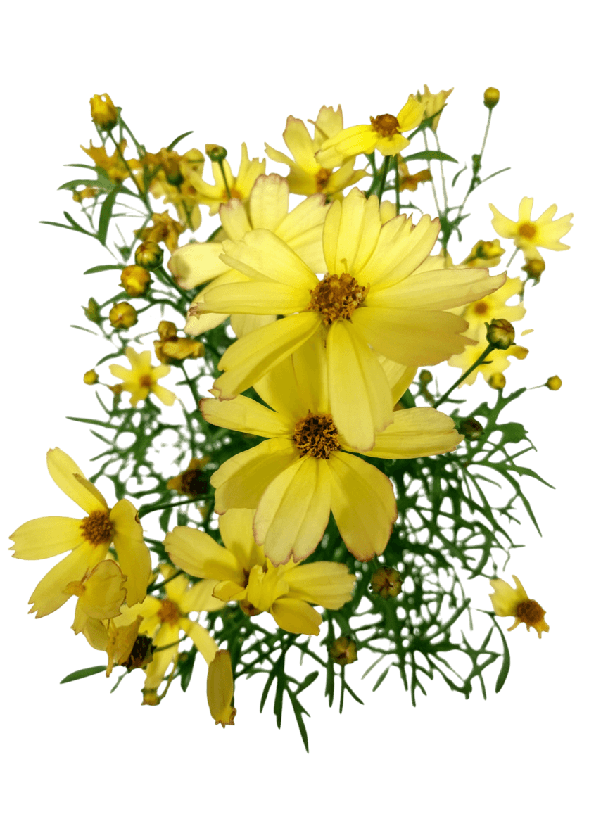 Tickseed (Coreopsis Fall Sensation™ 'Sunny Side') - Perennials
