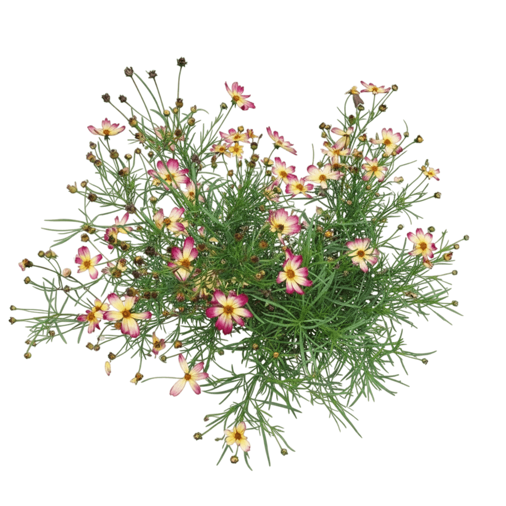 Tickseed (Coreopsis Fall Sensation™ 'Vermillion') - Perennials