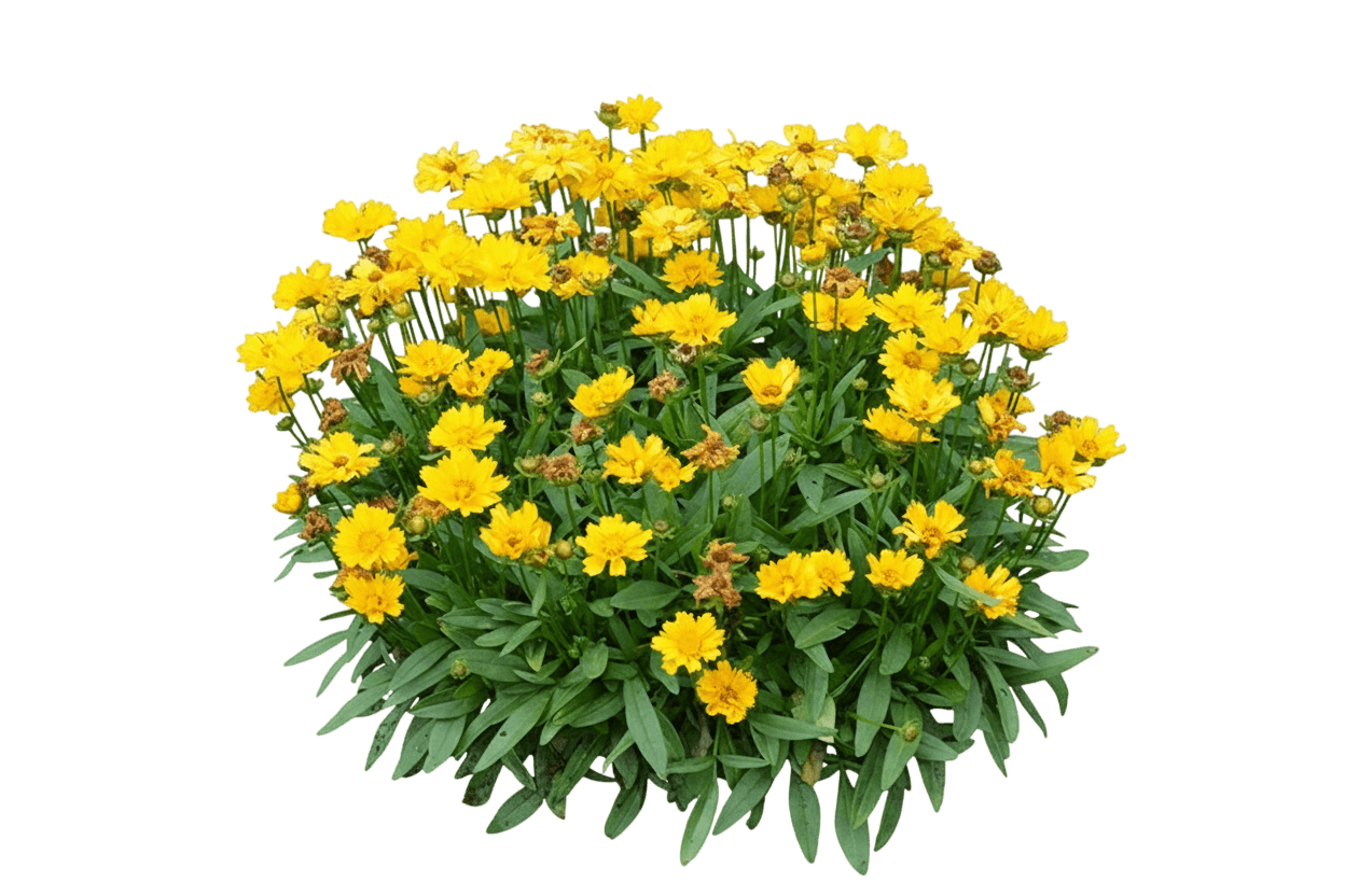 Tickseed, Presto (Coreopsis Grandiflora 'Presto') - Perennials