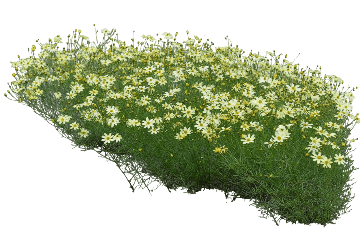 Threadleaf, Moonbeam (Coreopsis Verticillata ‘Moonbeam’) - Perennials