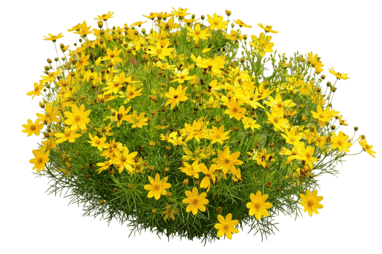 Mayo Clinic Flower Of Hope Tickseed (Coreopsis Verticillata 'Electric Avenue') - Perennials