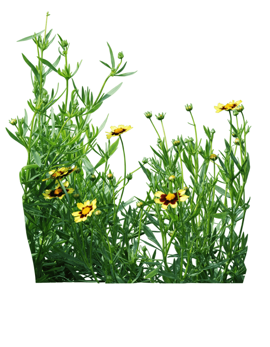 Tickseed (Coreopsis X Big Bang™ 'Cosmic Eye') - Perennials