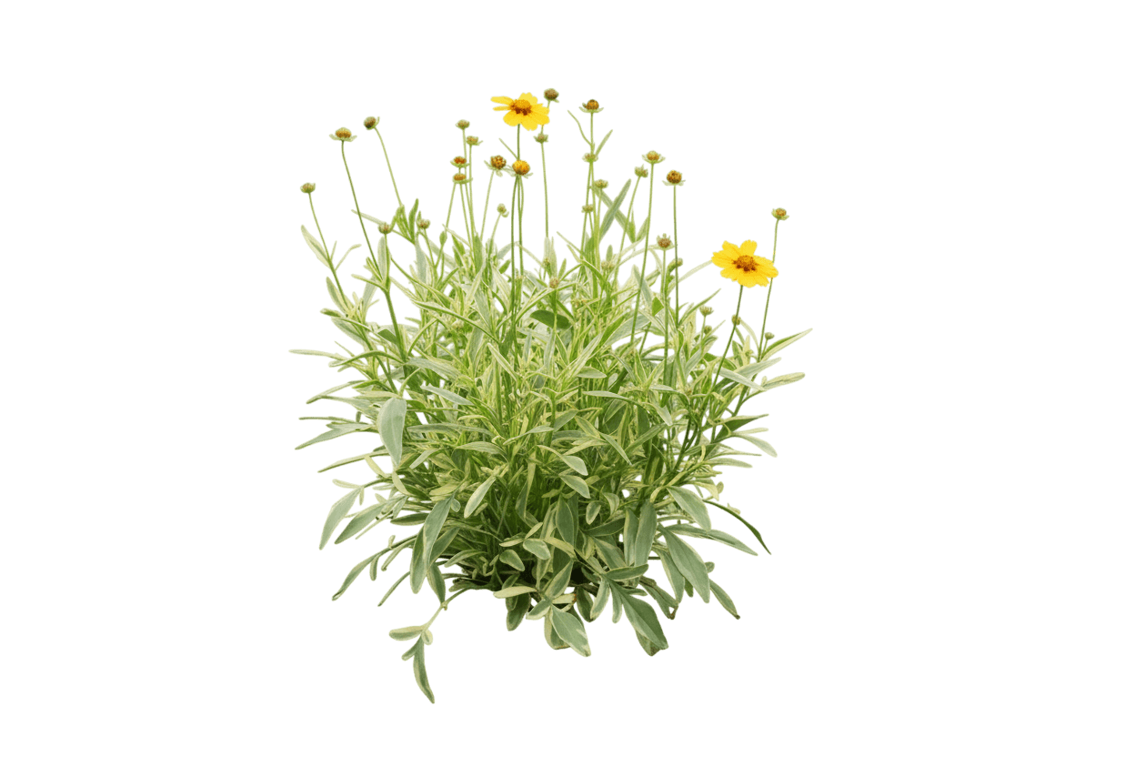 Tickseed (Coreopsis X 'Tequila Sunrise') - Perennials