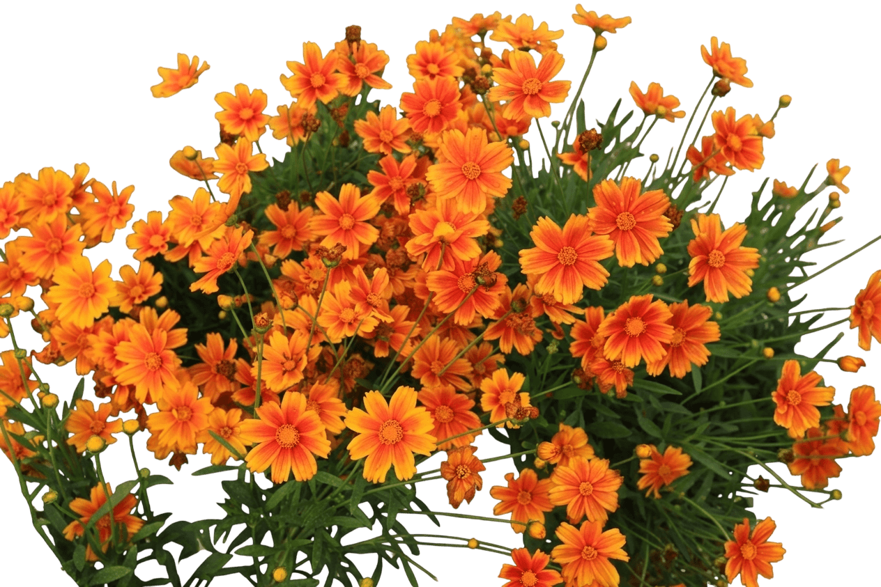 Li'L Bang™ Daybreak Tickseed (Coreopsis X Li'L Bang 'Daybreak') - Perennials