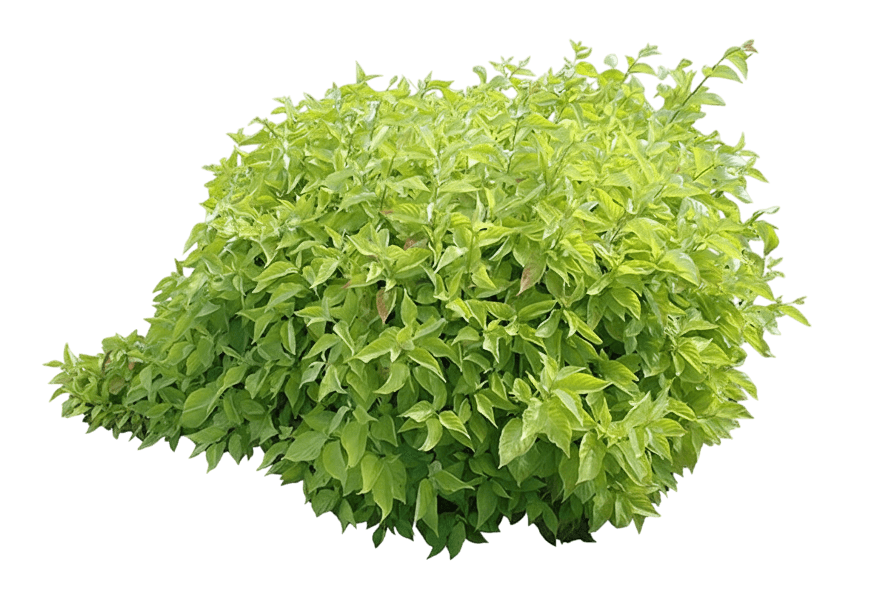 Dogwood, Prairie Fire (Cornus Alba 'Prairie Fire') - Ground Layers