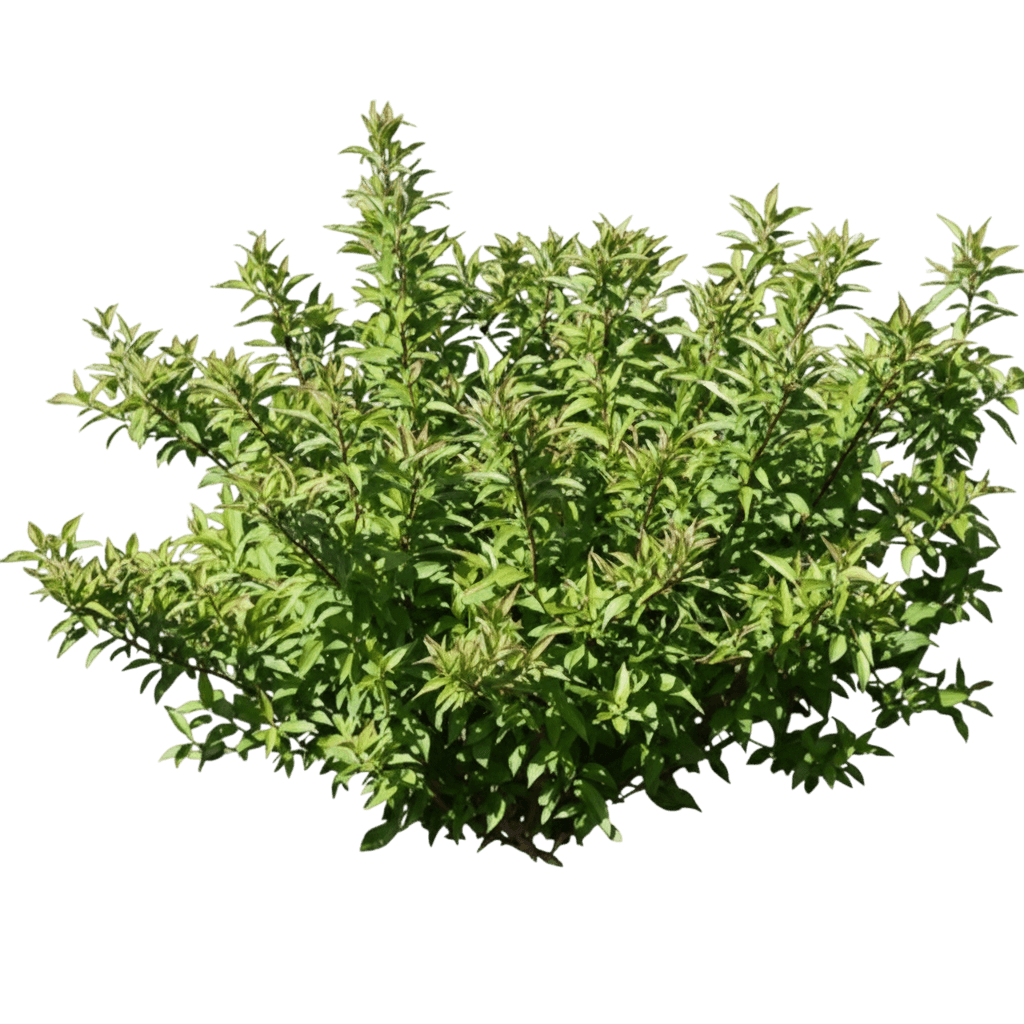 Dogwood, Red Gnome (Cornus Alba 'Red Gnome') - Ground Layers