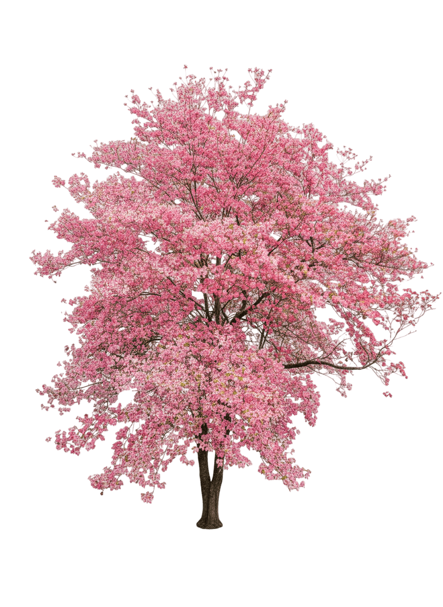 Pink Dogwood (Cornus Florida Var. Rubra 'Andre') - Flowering Trees