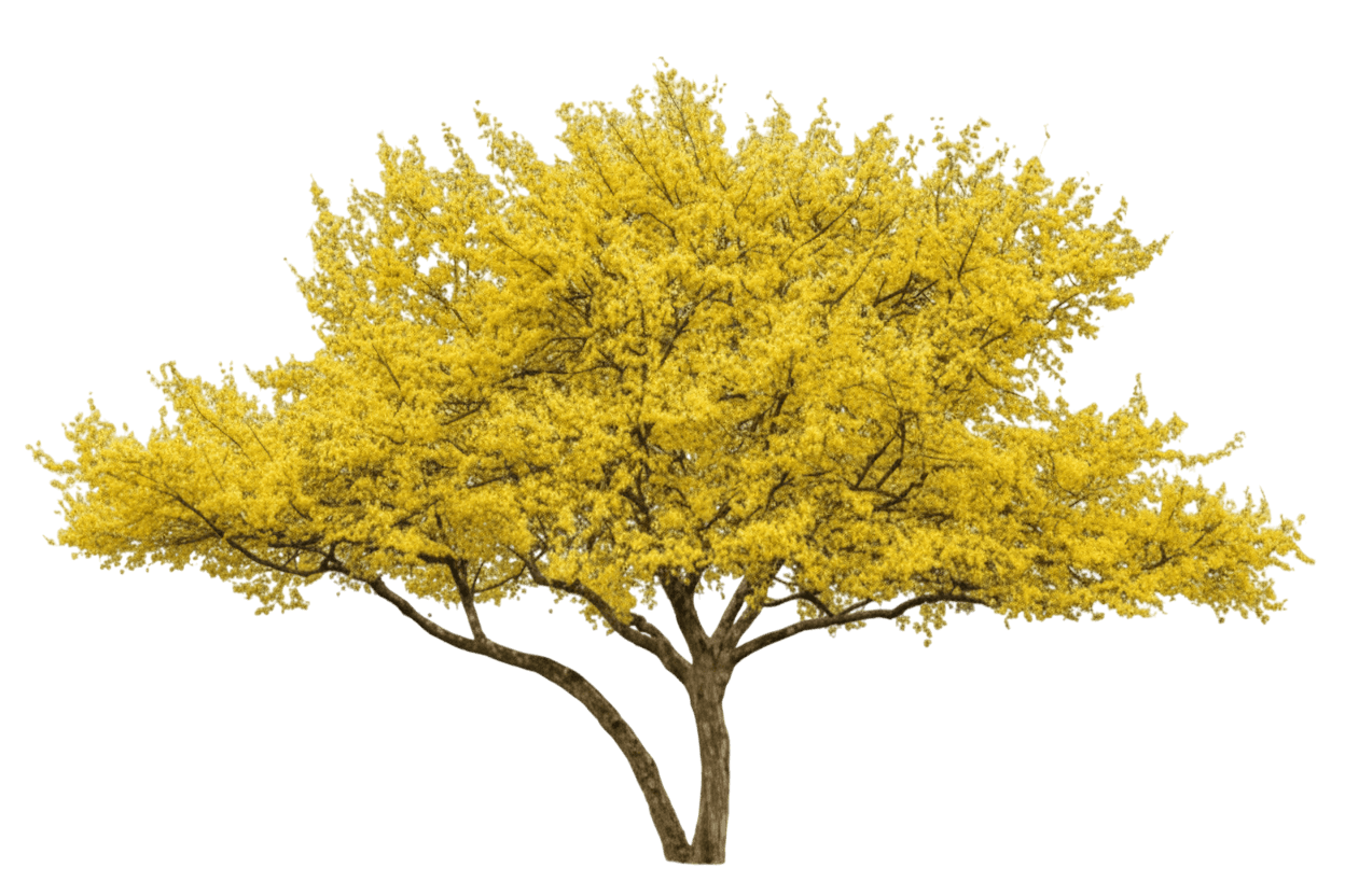 Golden Glory Cornelian Dogwood Tree Form (Cornus Mas 'Golden Glory') - Flowering Trees