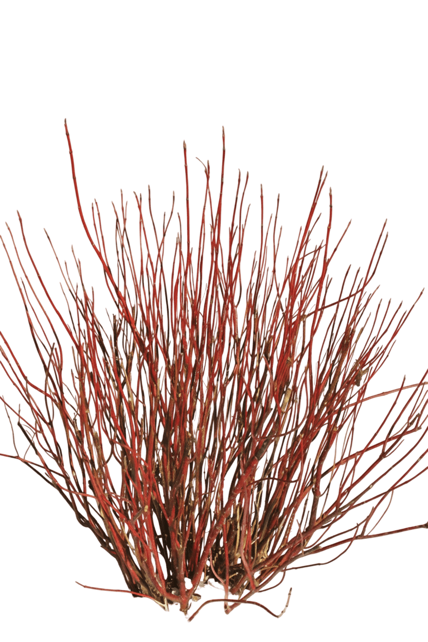 Arctic Fire Red Twig Dogwood (Cornus Stolonifera Arctic Fire 'Farrow') - Ground Layers