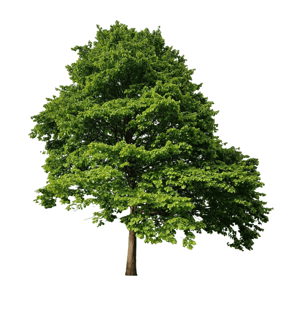 Turkish Filbert *Call For Availability* (Corylus Colurna) - Fruit Trees