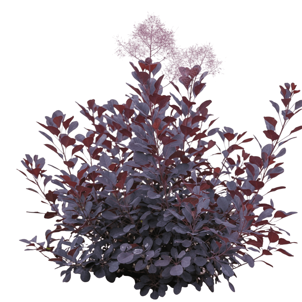 Smoke Bush, Winecraft Black (Cotinus Coggygria ‘Winecraft Black’) - Ground Layers