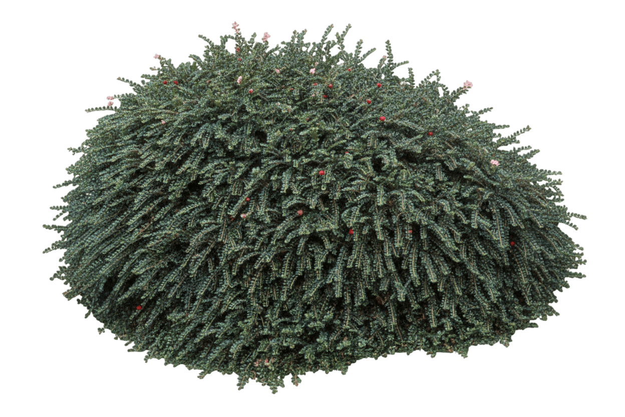 Cotoneaster, Tom Thumb (Cotoneaster Apiculatus 'Tom Thumb') - Ground Layers