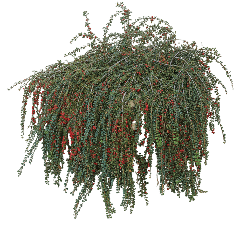 Cotoneaster, Hesse (Cotoneaster 'Hessei') - Ground Layers