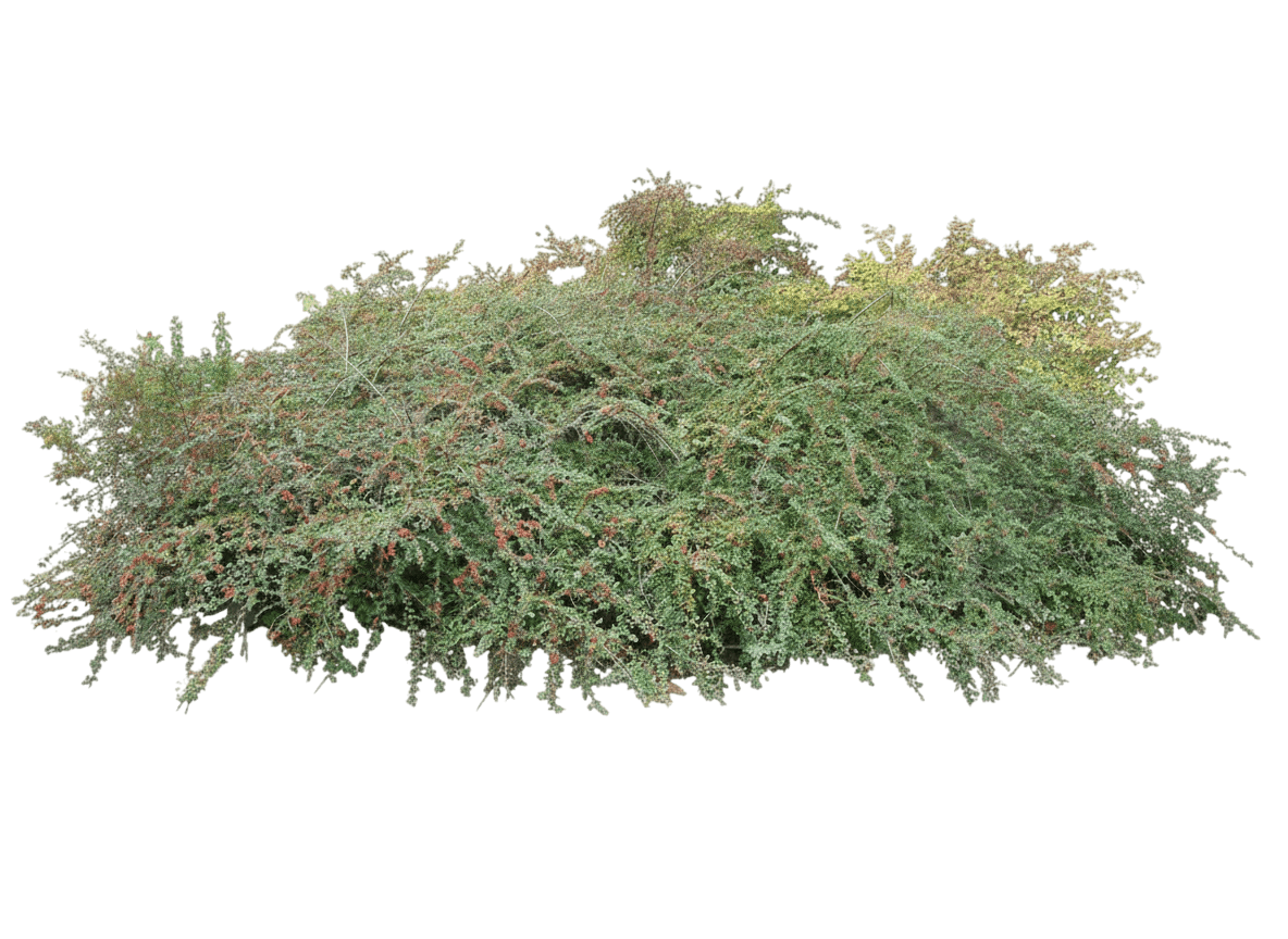 Cotoneaster, Spreading (Cotoneaster Divaricatus) - Ground Layers