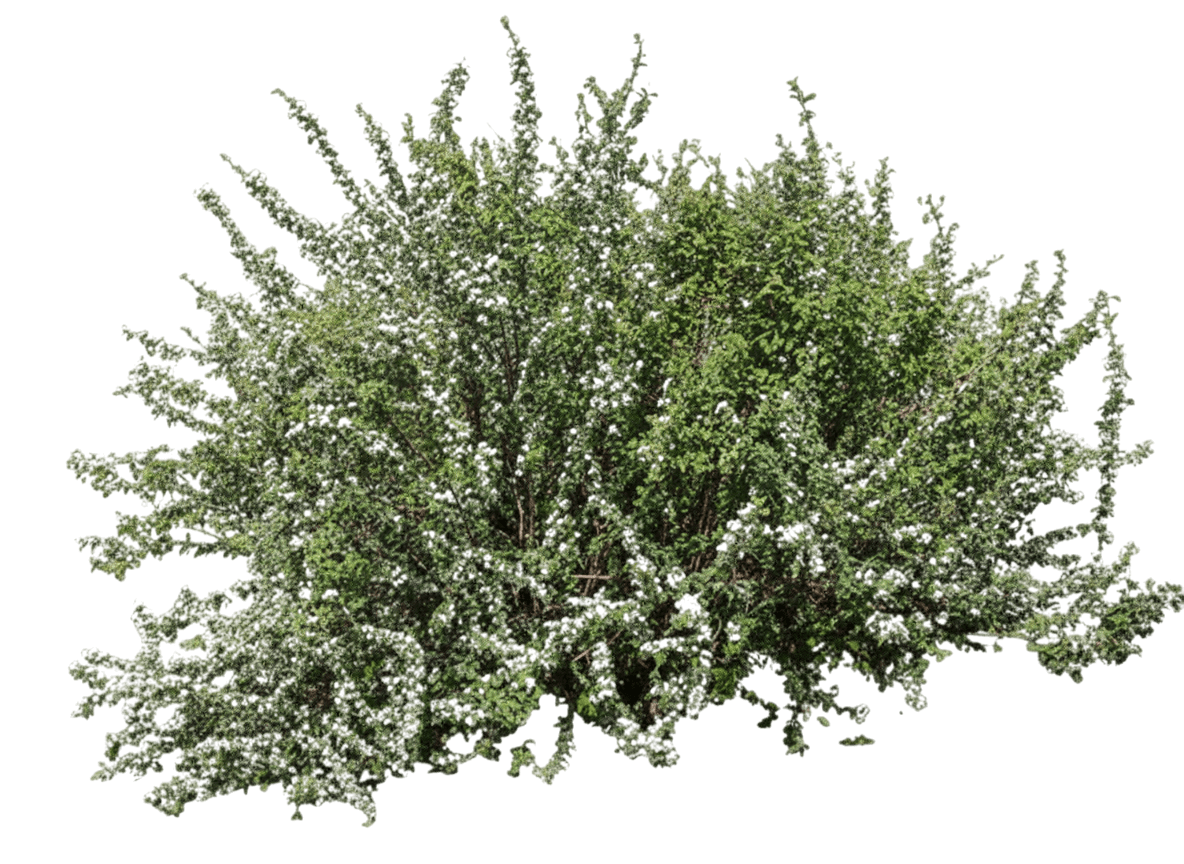 Cotoneaster, Sungari Rockspray (Cotoneaster Racemiflorus 'Soongoricus') - Ground Layers