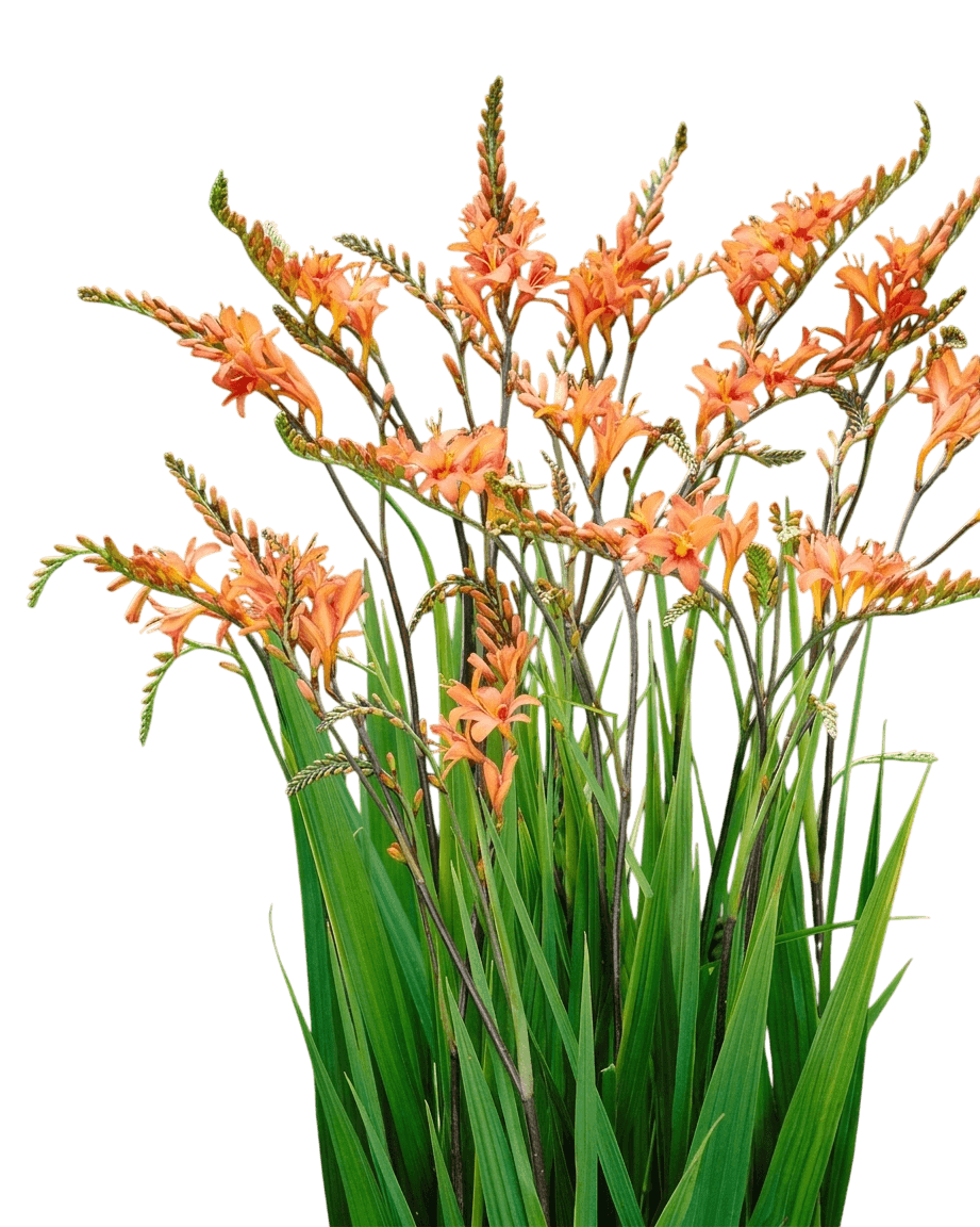 Peach Melba Crocosmia (Montbretia) (Crocosmia 'Peach Melba') - Perennials