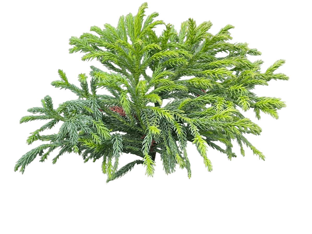 Birodo Japanese Cedar (Araucarioides) (Cryptomeria Japonica 'Birodo') - Ground Layers