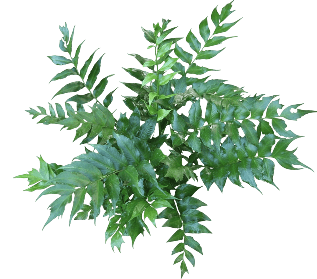 Japanese Holly Fern (Cyrtomium Falcatum 'Rochfordianum') - Perennials