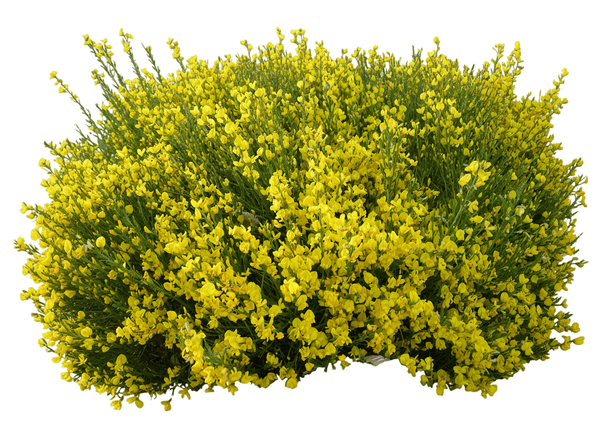 Broom, Spanish Gold® (Cytisus Purgans 'Spanish Gold') - Ground Layers