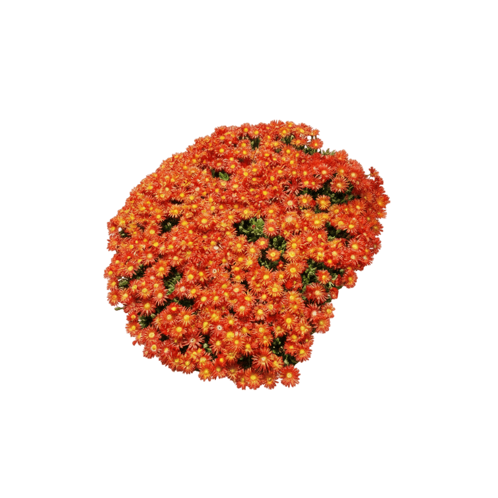 Ice Plant, Granita Orange (Delosperma 'Granita Orange') - Ground Layers