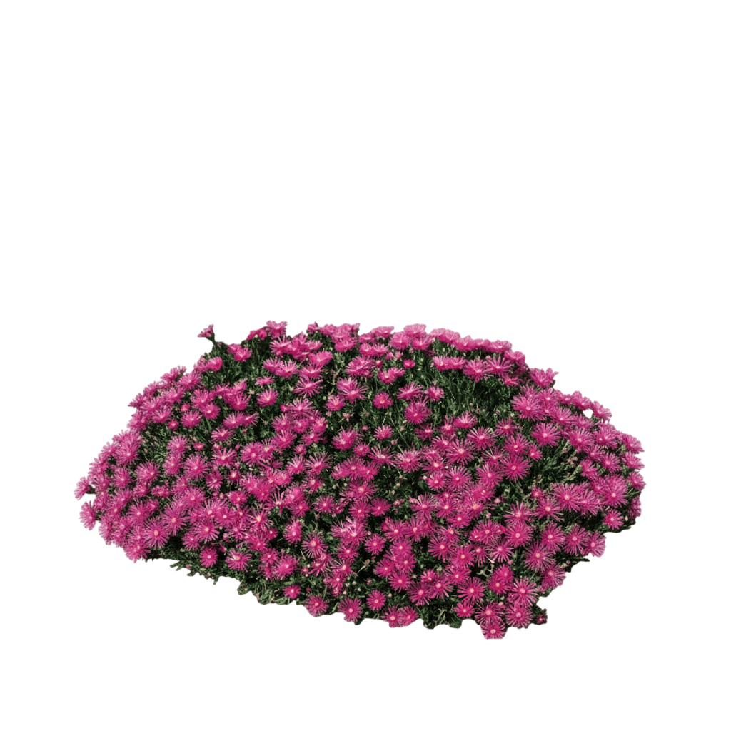 Ice Plant, Table Mountain (Delosperma 'Table') - Succulents