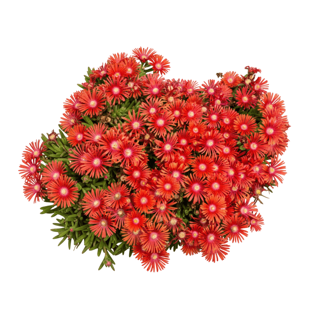 Ice Plant, Red Mountain Flame (Delosperma Dyeri 'Pwwg02S') - Succulents