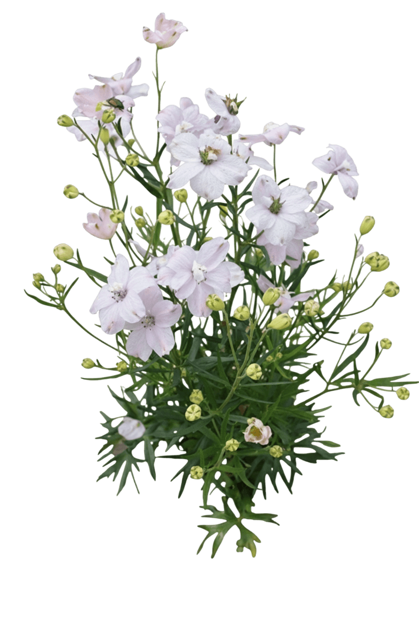 Larkspur, Summer Morning (Delphinium Grandiflorum 'Summer Morning') - Perennials