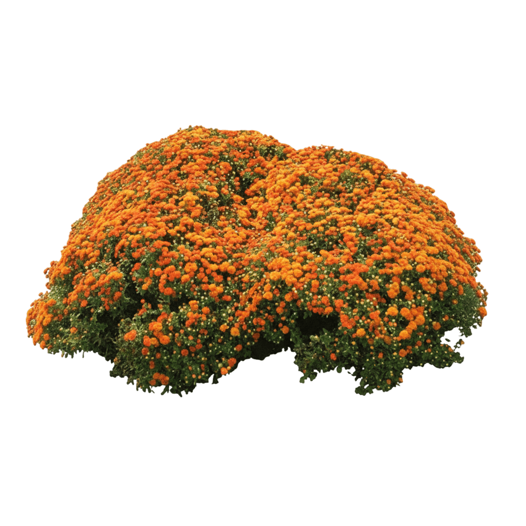 Hardy Mum (Dendranthema 'Autumn Spice Igloo') - Perennials