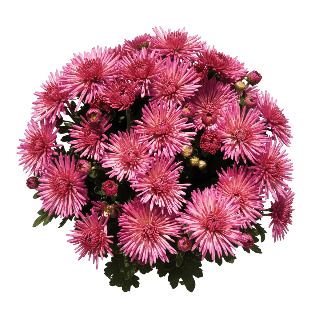 Mum, Fireworks Igloo (Dendranthema 'Fireworks Igloo') - Perennials