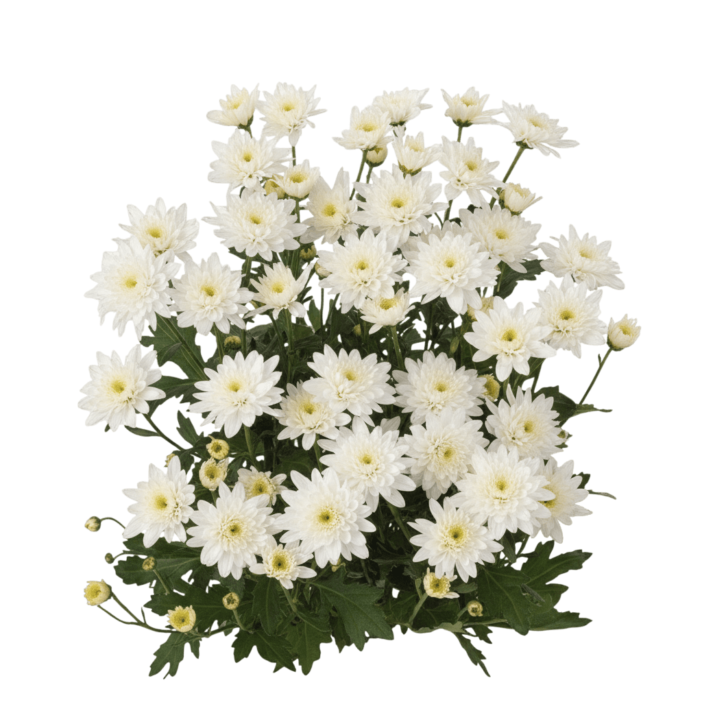 Mum, White (Dendranthema 'Frosty Igloo') - Perennials