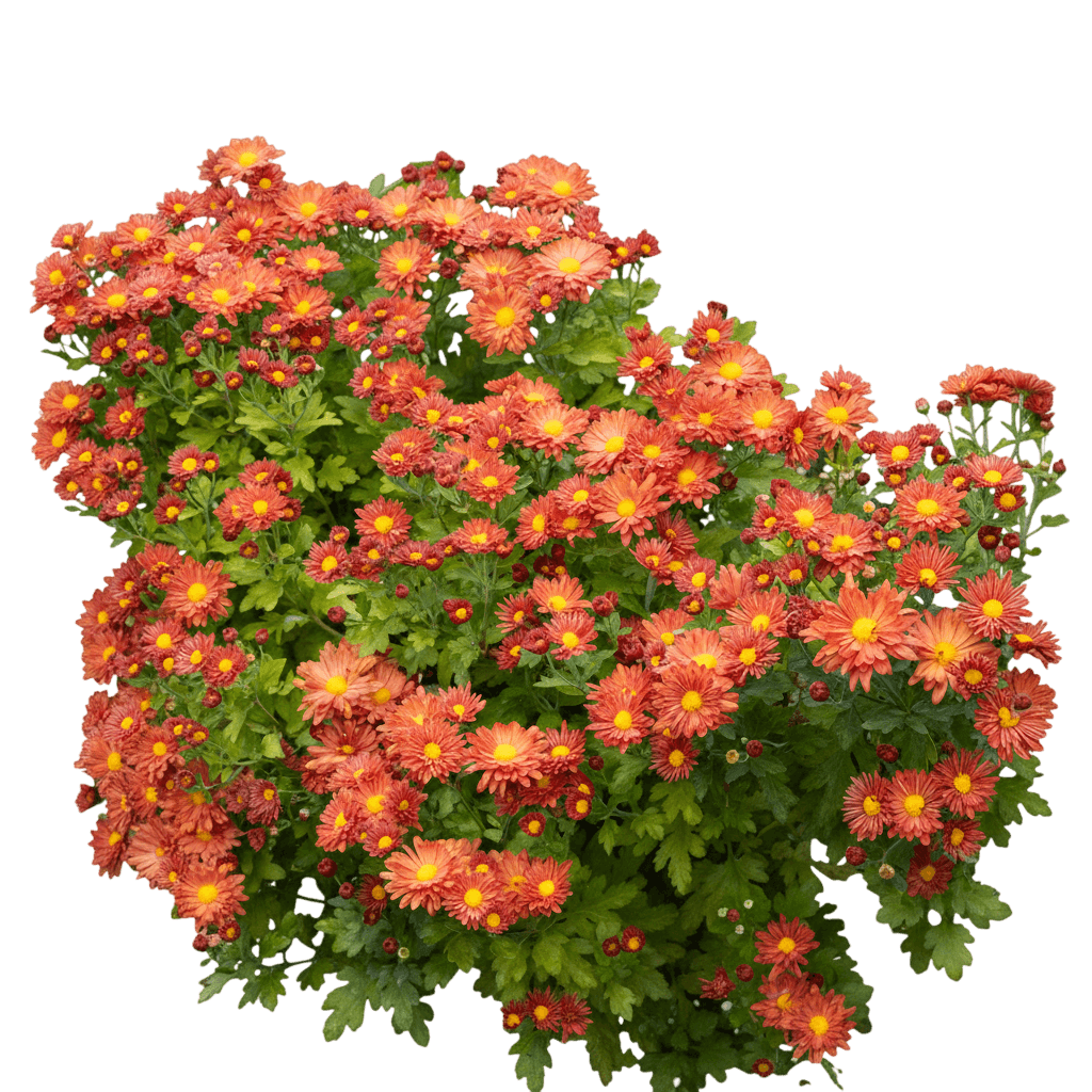 Hardy Mum (Dendranthema 'Pumpkin Igloo') - Perennials