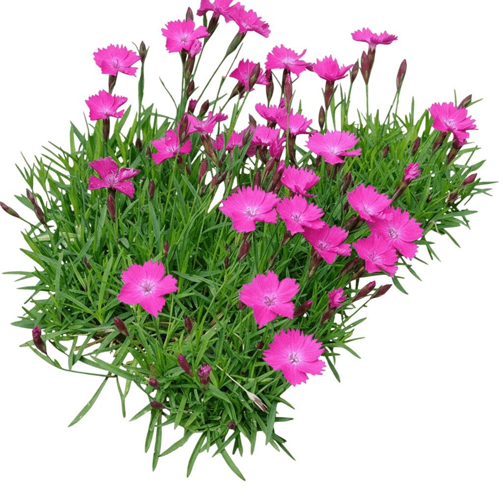 Garden Pinks (Dianthus × Beauties® ‘Kahori’) - Perennials
