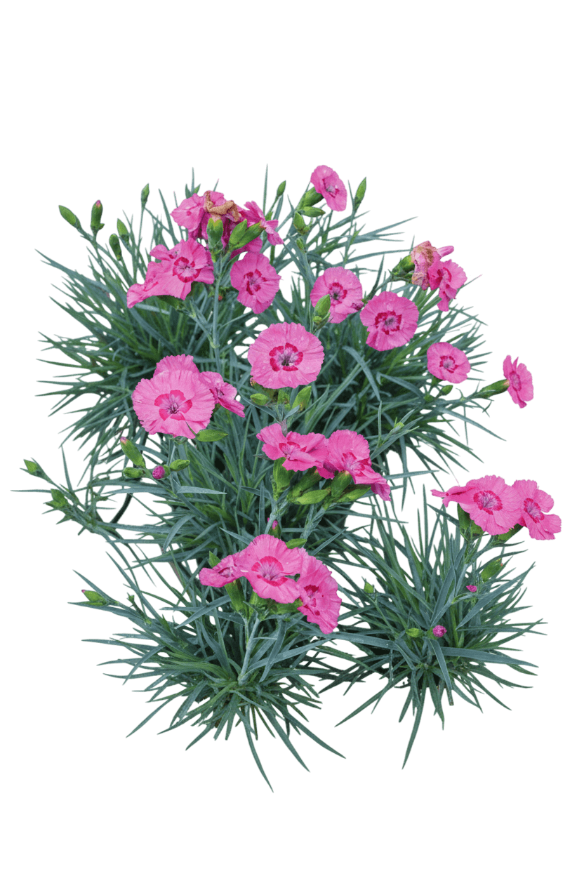 Whetman Pinks, 'Bumbleberry Pie' (Dianthus American Pie 'Bumbleberry Pie') - Perennials