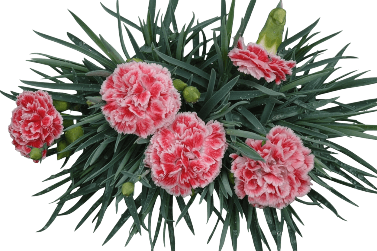 Pinks, 'Coral Reef' (Dianthus 'Coral Reef') - Perennials