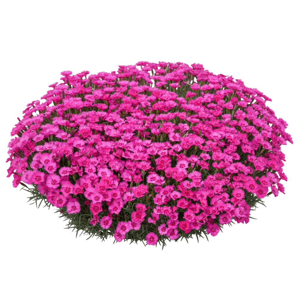 Paint The Town Fushia Pinks (Dianthus 'Paint The Town Fushia') - Perennials