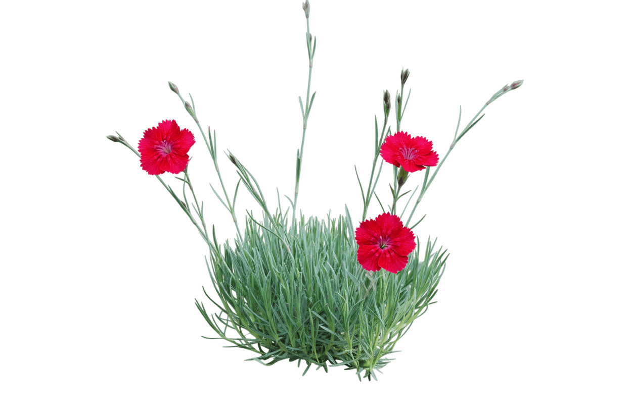 Garden Pinks (Dianthus Gratianopolitanus 'Firewitch') - Perennials