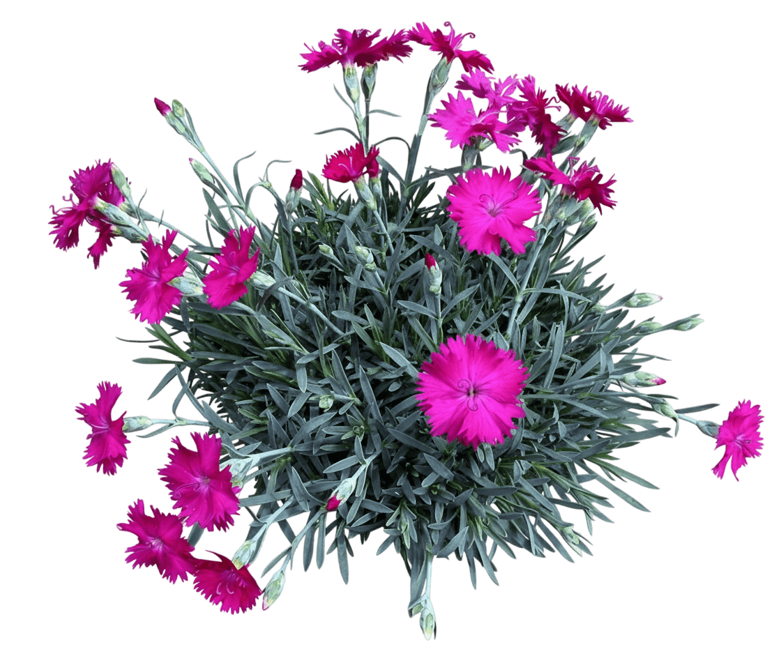 Pinks, Whetman, Neon Star (Dianthus Hybrida "Neon Star) - Perennials