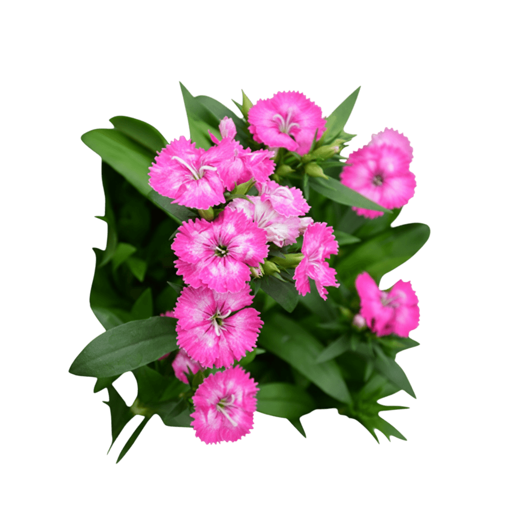 Pinks, Telstar, Pink (Dianthus Hybrida "Telstar Pink) - Perennials