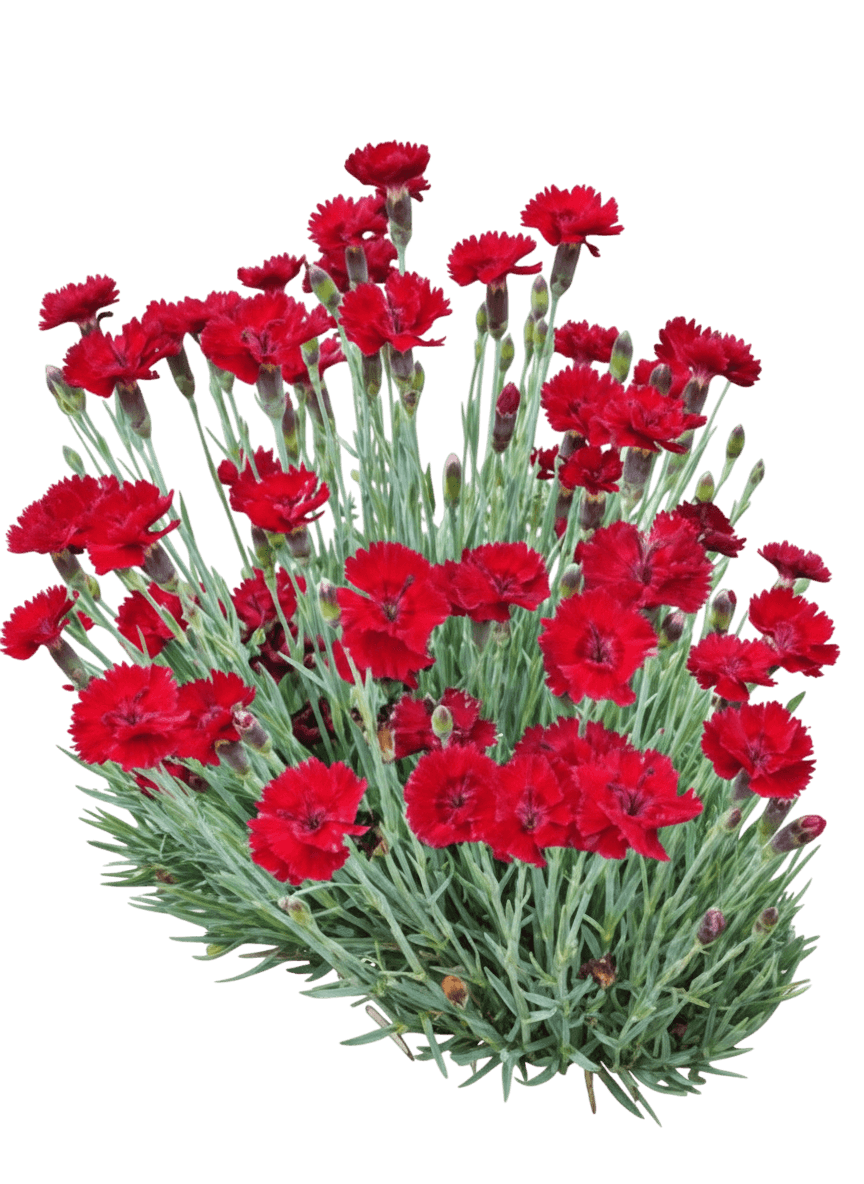 Pinks, Whetman, Fire Star (Dianthus Hybrida 'Fire Star') - Perennials