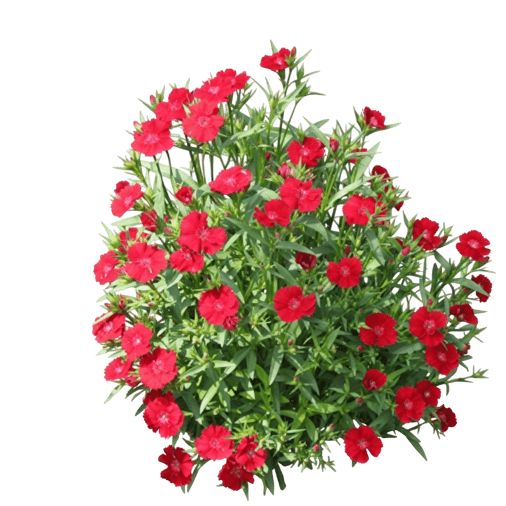 Pinks, Telstar, Crimson (Dianthus Hybrida 'Telstar Crimson') - Perennials