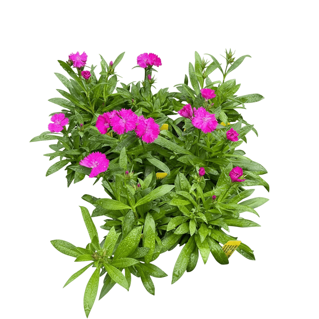 Pinks, Telstar, Purple (Dianthus Hybrida 'Telstar Purple') - Perennials