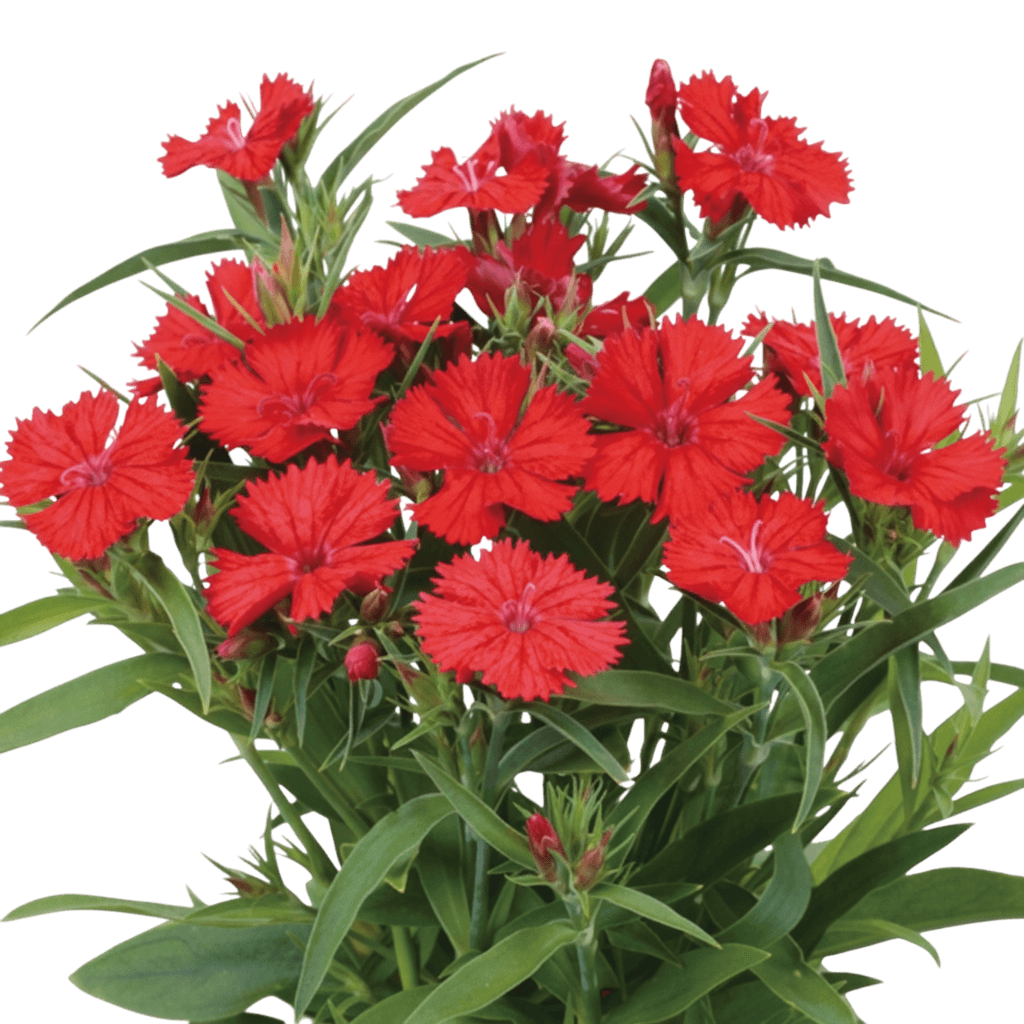 Pinks, Telstar, Scarlet (Dianthus Hybrida 'Telstar Scarlet') - Perennials