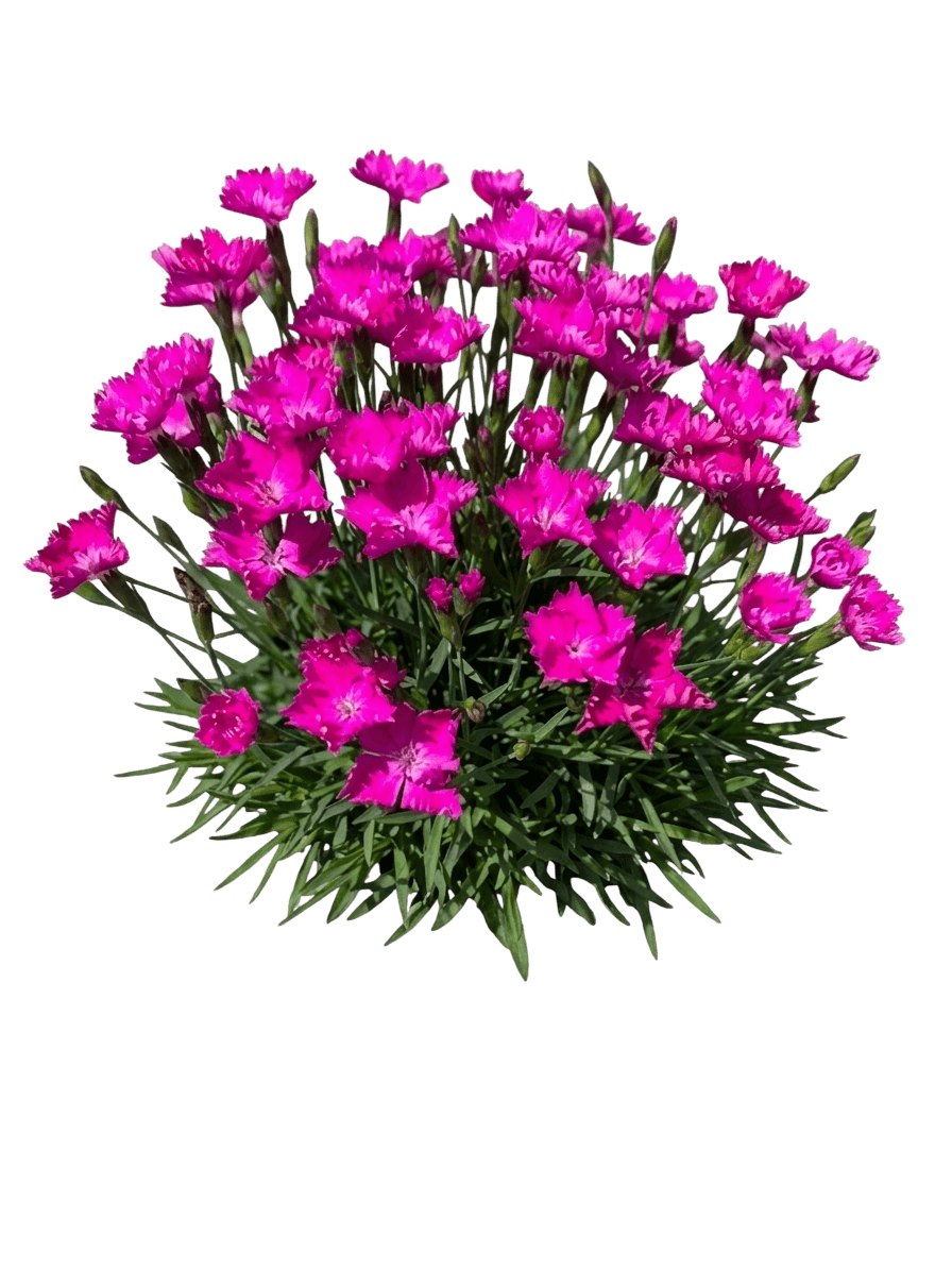 Kahori® Garden Pinks (Dianthus Kahori 'Holkahori') - Perennials